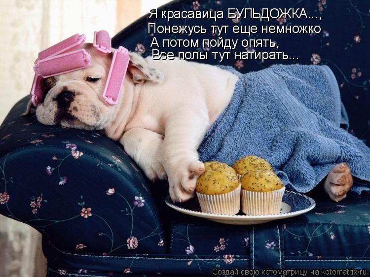 Я красавица БУЛЬДОЖКА..., Понежусь тут еще немножко А потом пойду опять, Все полы тут натирать...... Котоматрица: Я красавица БУЛЬДОЖКА..., Понежусь тут еще немножко А потом пойду опять, Все полы тут натирать...