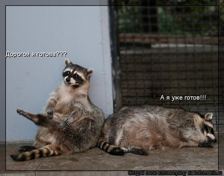 Котоматрица: Дорогой я готова??? А я уже готов!!!