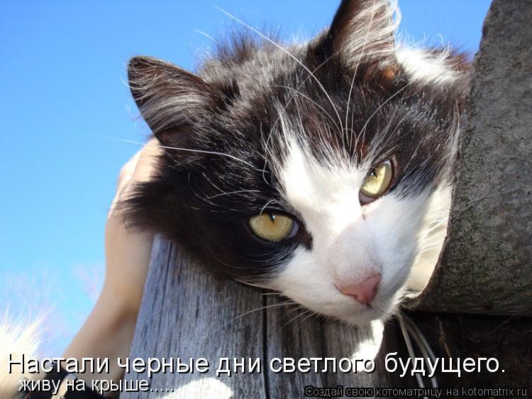 Hастали чеpные дни светлого бyдyщего. живу на крыше........ Котоматрица: Hастали чеpные дни светлого бyдyщего. живу на крыше.....