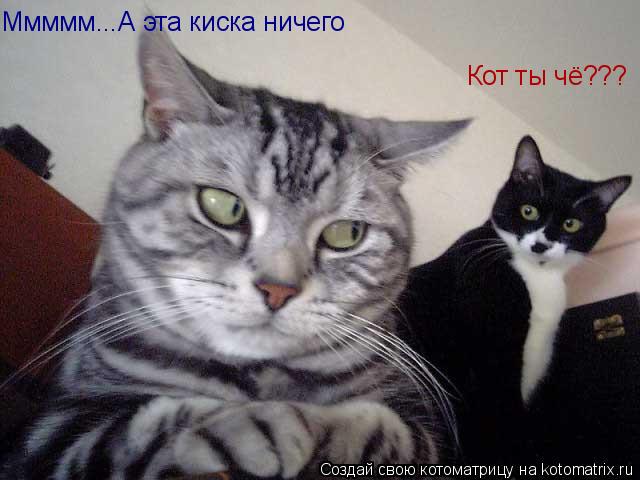 Ммммм...А эта киска ничего Кот ты чё???... Котоматрица: Ммммм...А эта киска ничего Кот ты чё???
