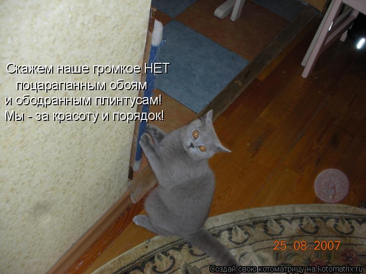 Скажем наше громкое НЕТ поцарапанным обоям и ободранным плинтусам! Мы - за красоту и порядок!... Котоматрица: Скажем наше громкое НЕТ поцарапанным обоям и ободранным плинтусам! Мы - за красоту и порядок!
