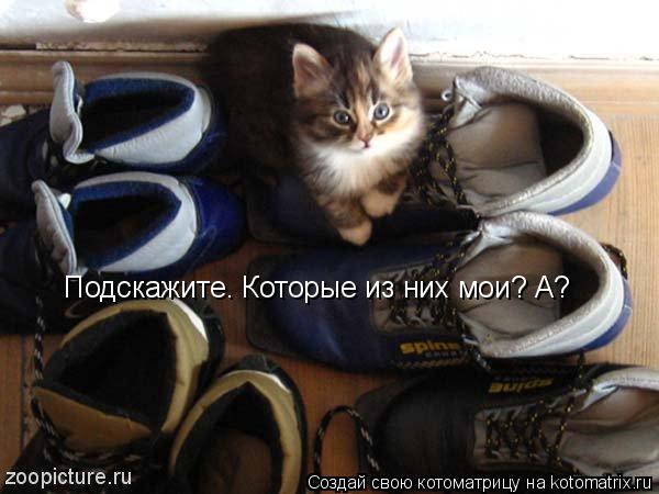 Подскажите. Которые из них мои? А?... Котоматрица: Подскажите. Которые из них мои? А?