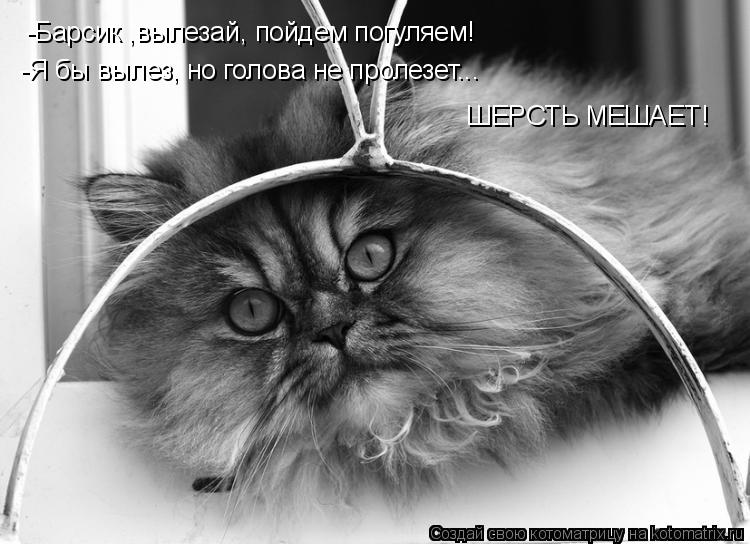 -Барсик ,вылезай, пойдем погуляем! -Я бы вылез, но голова не пролезет... ШЕРСТЬ МЕШАЕТ!... Котоматрица: -Барсик ,вылезай, пойдем погуляем! -Я бы вылез, но голова не пролезет... ШЕРСТЬ МЕШАЕТ!