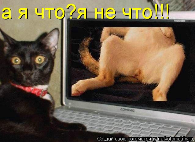 а я что?я не что!!!... Котоматрица: а я что?я не что!!!