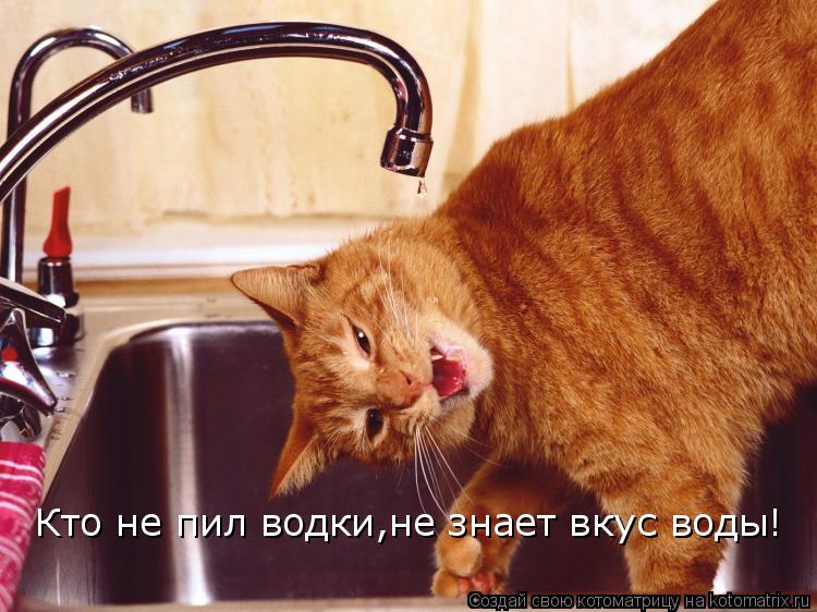Кто не пил водки,не знает вкус воды!... Котоматрица: Кто не пил водки,не знает вкус воды!