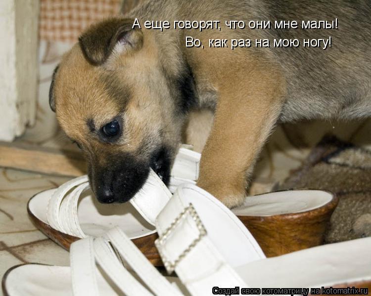 А еще говорят, что они мне малы! Во, как раз на мою ногу!... Котоматрица: А еще говорят, что они мне малы! Во, как раз на мою ногу!