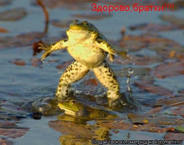 Здорово,братки!!!!... Котоматрица: Здорово,братки!!!!
