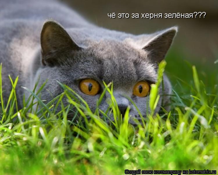 чё это за херня зелёная???... Котоматрица: чё это за херня зелёная???