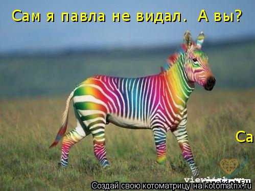 Сам я павла не видал. А вы? Сам я павла не видал. А вы?... Котоматрица: Сам я павла не видал. А вы? Сам я павла не видал. А вы?