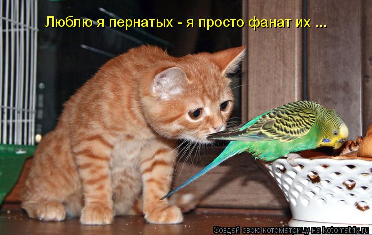 Люблю я пернатых - я просто фанат их ...... Котоматрица: Люблю я пернатых - я просто фанат их ...