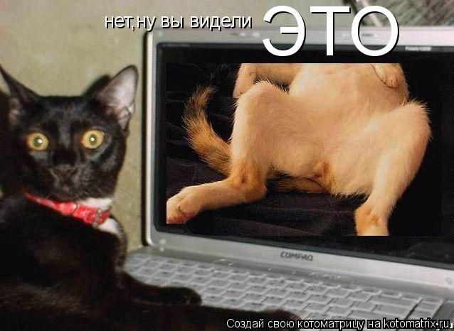 нет,ну вы видели ЭТО... Котоматрица: нет,ну вы видели ЭТО