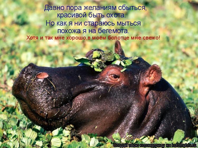 Давно пора желаниям сбыться, красивой быть охота. Но как я ни стараюсь мыться похожа я на бегемота. Х... Котоматрица: Давно пора желаниям сбыться, красивой быть охота. Но как я ни стараюсь мыться похожа я на бегемота. Хотя и так мне хорошо,в моём болотце мне с