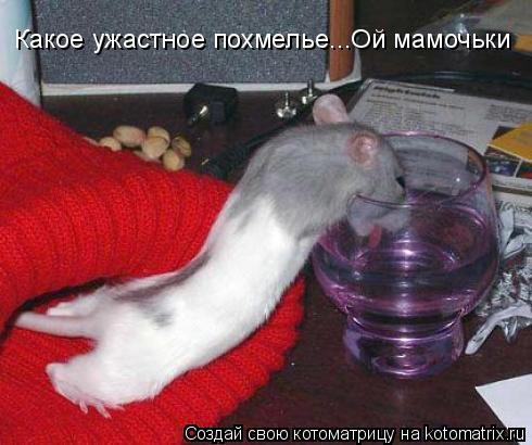 Какое ужастное похмелье...Ой мамочьки... Котоматрица: Какое ужастное похмелье...Ой мамочьки