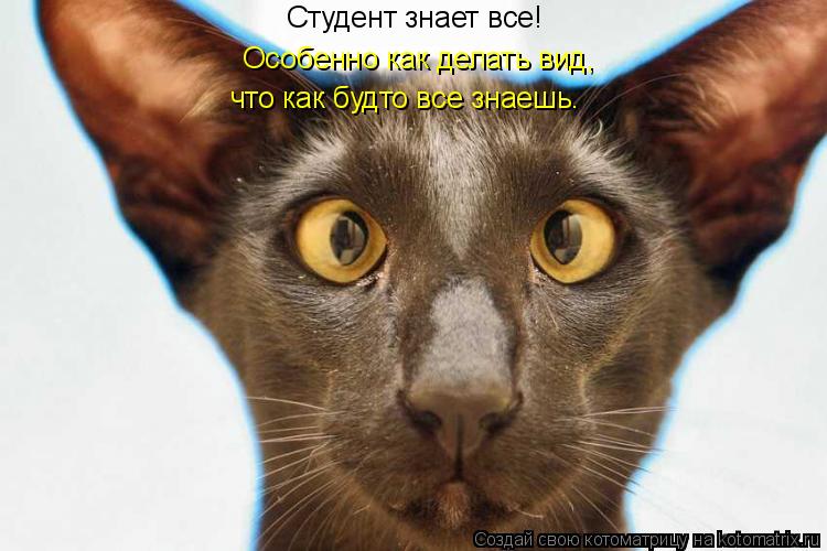 Студент знает все! Особенно как делать вид, что как будто все знаешь.... Котоматрица: Студент знает все! Особенно как делать вид, что как будто все знаешь.