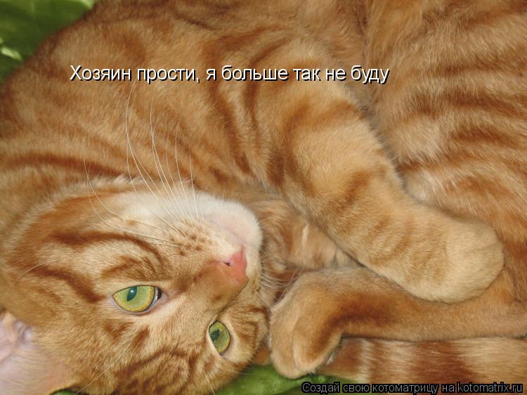 Хозяин прости, я больше так не буду... Котоматрица: Хозяин прости, я больше так не буду