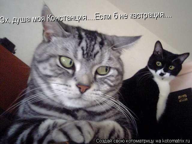 Эх, душа моя Констанция....Если б не кастрация....... Котоматрица: Эх, душа моя Констанция....Если б не кастрация....