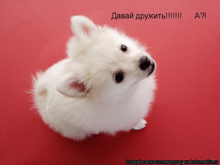 Давай дружить!!!!!!! А?!... Котоматрица: Давай дружить!!!!!!! А?!