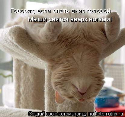 Говорят, если спать вниз головой, Мыши снятся вверх ногами!... Котоматрица: Говорят, если спать вниз головой, Мыши снятся вверх ногами!