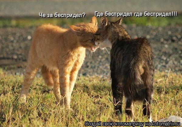 Котоматрица: Че за беспридел? Где беспридел где беспридел!!!