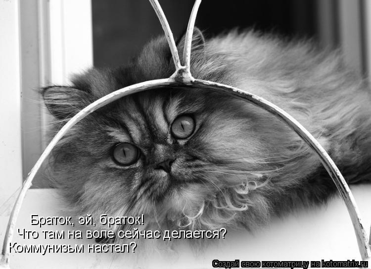 Браток, эй, браток! Что там на воле сейчас делается? Коммунизьм настал?... Котоматрица: Браток, эй, браток! Что там на воле сейчас делается? Коммунизьм настал?