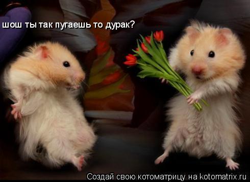 шош ты так пугаешь то дурак?... Котоматрица: шош ты так пугаешь то дурак?