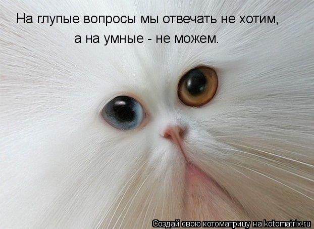 Котоматрица: На глупые вопросы мы отвечать не хотим, а на умные - не можем.