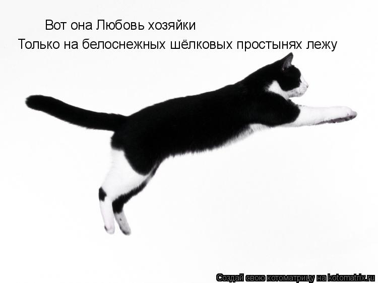 Вот она Любовь хозяйки Только на белоснежных шёлковых простынях лежу... Котоматрица: Вот она Любовь хозяйки Только на белоснежных шёлковых простынях лежу