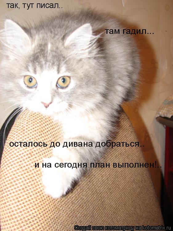 так, тут писал.. там гадил... осталось до дивана добраться.. и на сегодня план выполнен!..... Котоматрица: так, тут писал.. там гадил... осталось до дивана добраться.. и на сегодня план выполнен!..