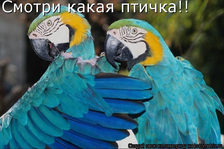 Смотри какая птичка!!... Котоматрица: Смотри какая птичка!!