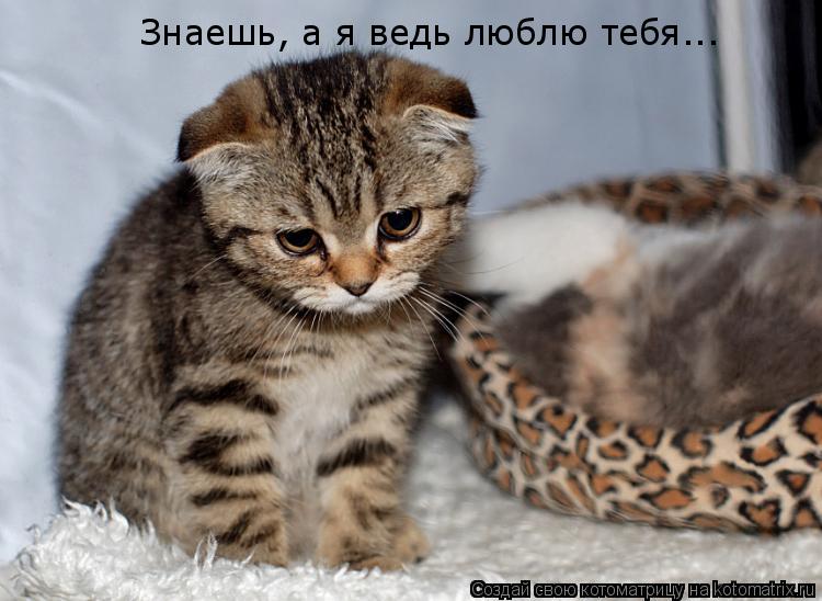 Знаешь, а я ведь люблю тебя...... Котоматрица: Знаешь, а я ведь люблю тебя...