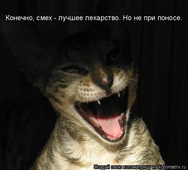 Конечно, смех - лучшее лекарство. Но не при поносе.... Котоматрица: Конечно, смех - лучшее лекарство. Но не при поносе.