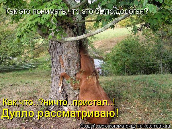Котоматрица: Как это понимать,что это было,дорогая? Как,что..?ничто..пристал..! Дупло рассматриваю!
