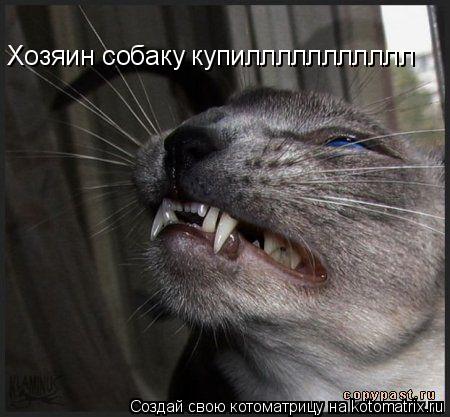 Котоматрица: Хозяин собаку купиллллллллллл