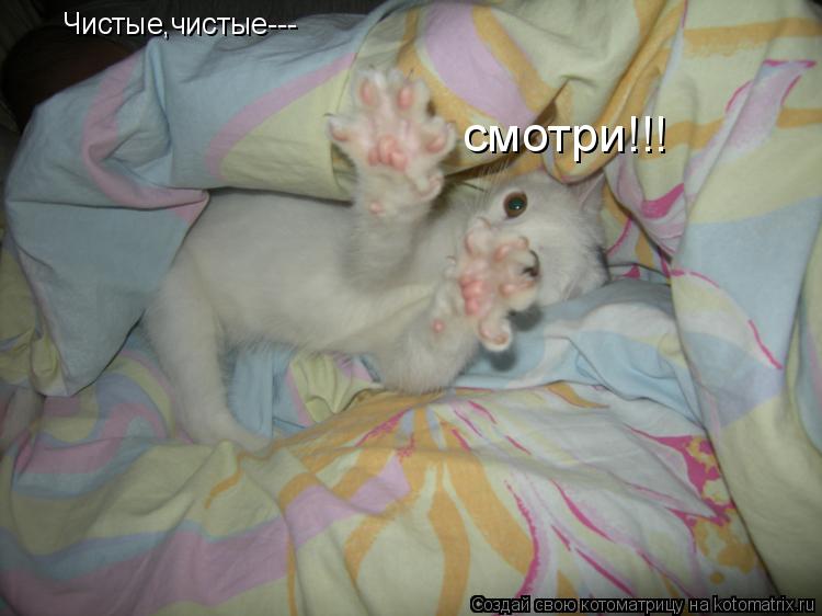 Котоматрица: Чистые,чистые--- смотри!!!