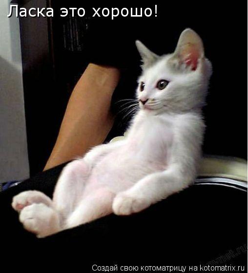 Ласка это хорошо!... Котоматрица: Ласка это хорошо!