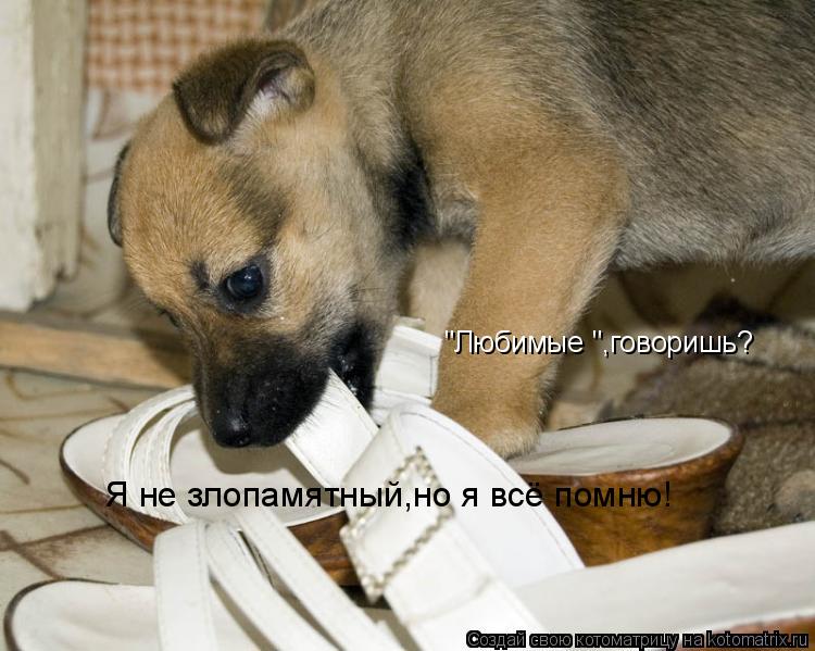 "Любимые ",говоришь? Я не злопамятный,но я всё помню!... Котоматрица: "Любимые ",говоришь? Я не злопамятный,но я всё помню!