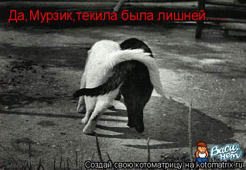 Да,Мурзик,текила была лишней......... Котоматрица: Да,Мурзик,текила была лишней......