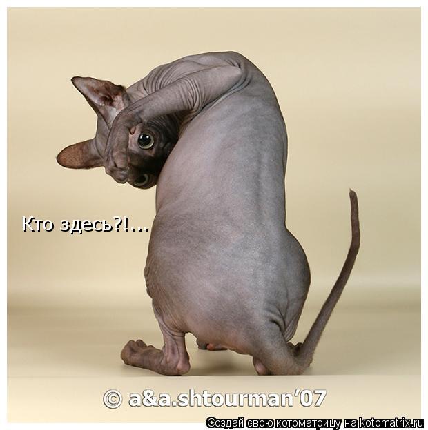 Кто здесь?!...... Котоматрица: Кто здесь?!...