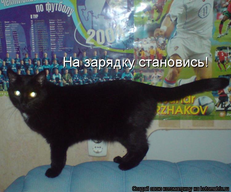 На зарядку становись!... Котоматрица: На зарядку становись!