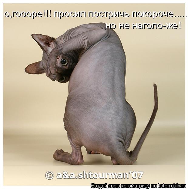о,гоооре!!! просил постричь покороче...... но не наголо-же!... Котоматрица: о,гоооре!!! просил постричь покороче...... но не наголо-же!