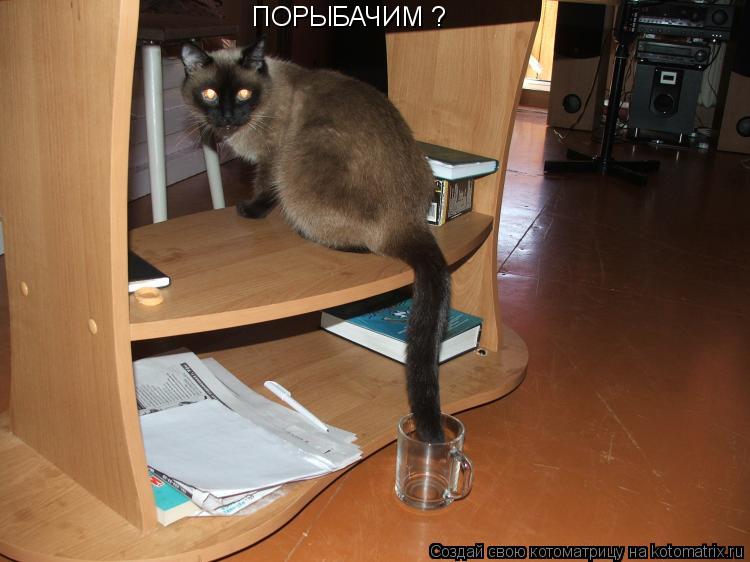 ПОРЫБАЧИМ ?... Котоматрица: ПОРЫБАЧИМ ?