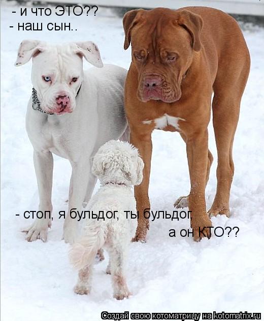 - и что ЭТО?? - наш сын.. - стоп, я бульдог, ты бульдог, а он КТО??... Котоматрица: - и что ЭТО?? - наш сын.. - стоп, я бульдог, ты бульдог, а он КТО??