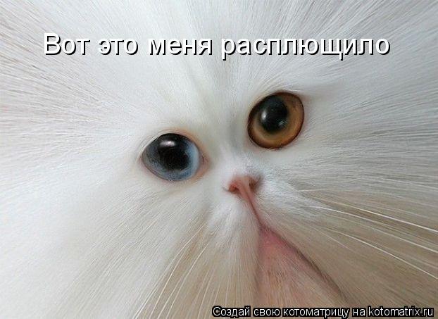 Вот это меня расплющило... Котоматрица: Вот это меня расплющило