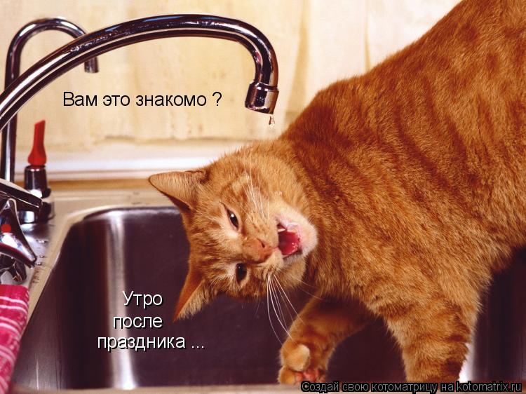 Утро после праздника ... Вам это знакомо ?... Котоматрица: Утро после праздника ... Вам это знакомо ?