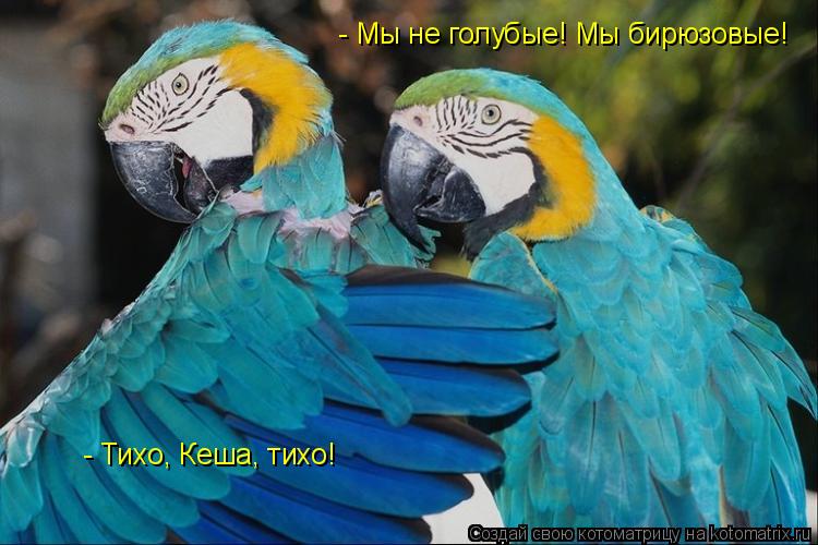 - Мы не голубые! Мы бирюзовые! - Тихо, Кеша, тихо!... Котоматрица: - Мы не голубые! Мы бирюзовые! - Тихо, Кеша, тихо!