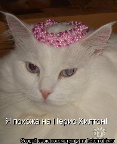 Я похожа на Перис Хилтон!... Котоматрица: Я похожа на Перис Хилтон!