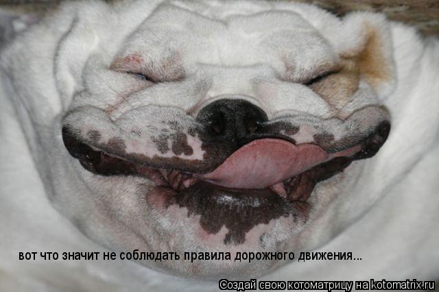 вот что значит не соблюдать правила дорожного движения...... Котоматрица: вот что значит не соблюдать правила дорожного движения...