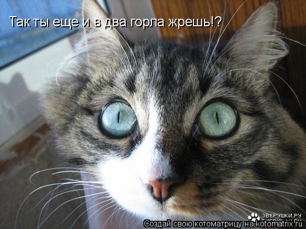 Так ты еще и в два горла жрешь!?... Котоматрица: Так ты еще и в два горла жрешь!?
