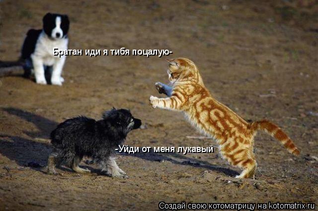Братан иди я тибя поцалую- -Уйди от меня лукавый... Котоматрица: Братан иди я тибя поцалую- -Уйди от меня лукавый