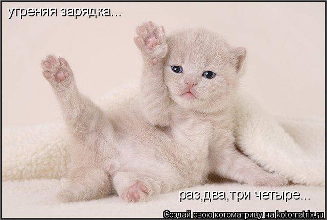 утреняя зарядка... раз,два,три четыре...... Котоматрица: утреняя зарядка... раз,два,три четыре...